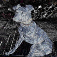 the dog