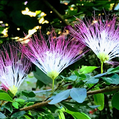 Sirenita Bobinsana (Artur Mena & Puka Rumi)