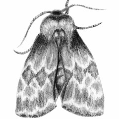 NIGHT FLOWERS (Rough MIX B)