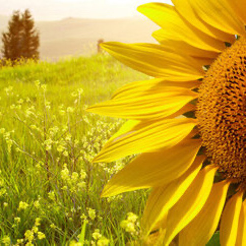 PhotoSYNTHesis