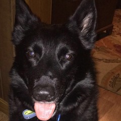 Dog (Acoustic Demo)