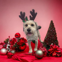 The Tinsel Terrier (Free Download)
