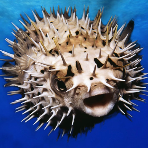 pufferfish (stop, drop, roll)