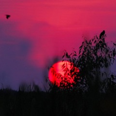 SUNSET W/ ALEZI (PROD. @FROSTTHEWAVEGOD)