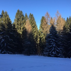 SpatialWood - Birds - Melting - Snow - Wind