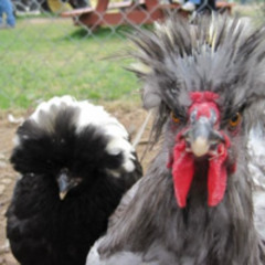 La gallina Turuleca se ha comprado una escopeta