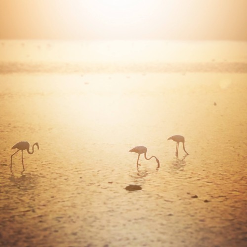 Filalete - Meditations Of The Cloned Soul
