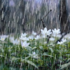 July - Fall Rain