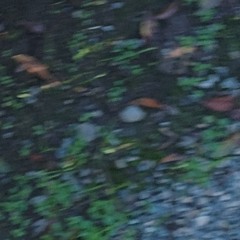 still rock a burner phone