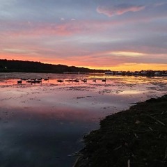 purple pixie speedin