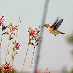 hummingbird