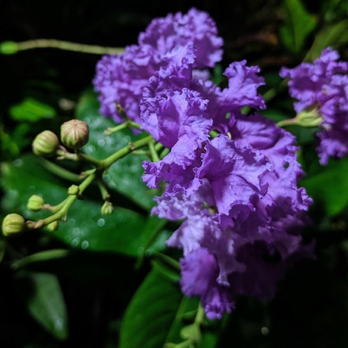 Ke prothom kache eshechi - Limon_Mimi_Cover(128k)