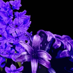 Razor, Purple, Hyacinth