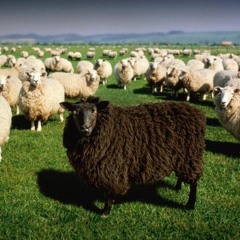 YoungNRich - Black Sheep