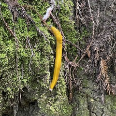 silly picture of a slug