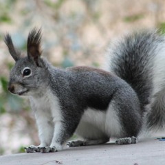 Highlands Center Discovery Moment - Abert's Squirrel