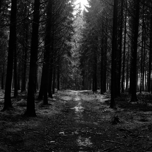 INTO THE T- FOREST