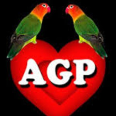 agaporni