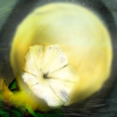 The Florist And The Moon