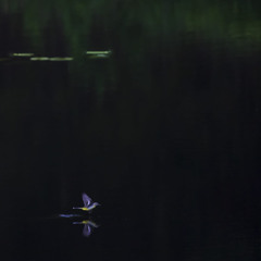 Silent Love (Cello Lucie Cravero)