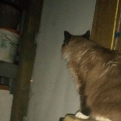 A shadow in the corner