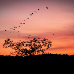 Dawn Chorus on Some of Bach's Omitted Notes