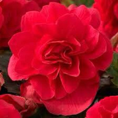Scarlet Begonias