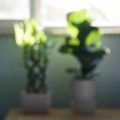 house plants_20211106