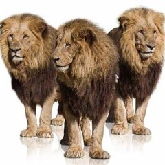 Three Lions - Oversight Bootleg