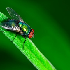 And Then The Fly Exhaled