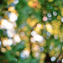Sensing Earth | Album 'WANDERER IN THE COLORFUL FIELDS'