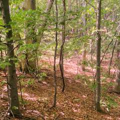 Gioli & Assia Live at Electric Forest 2022