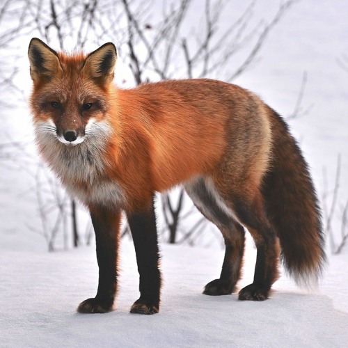 The Fox