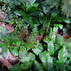 Green ft. sinogabriel (prod. 'lijah)