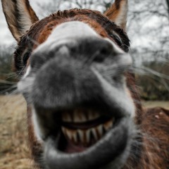 Tots Tv - Lovely Donkey