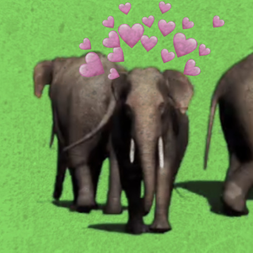 Elephant Greenscreen Effect Song