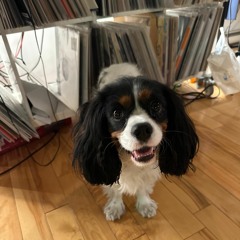 Jan. 2023 Pt.2 - Doggo SZN