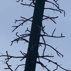 world is yours 2020demo.