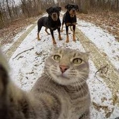 Comedoz - Ботаника.mp3