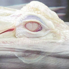 Untamed State [June Mix]