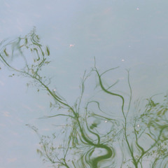 Trying (creeping) - 22 July 2025