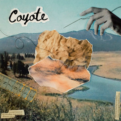 Coyote