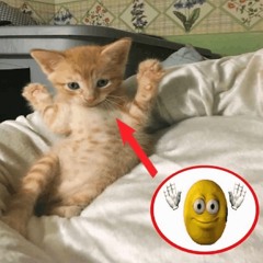 lose ft ak47vo (xeus)