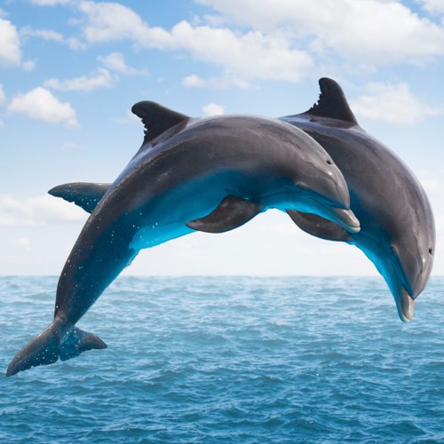 NEW DOLPHIN TECHNIQUES