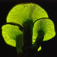 vernal spore mix