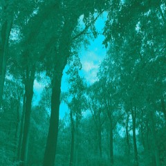 scattered serenade