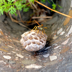 Future X: The Disillusion