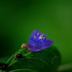 Blossoms in the Moonlight