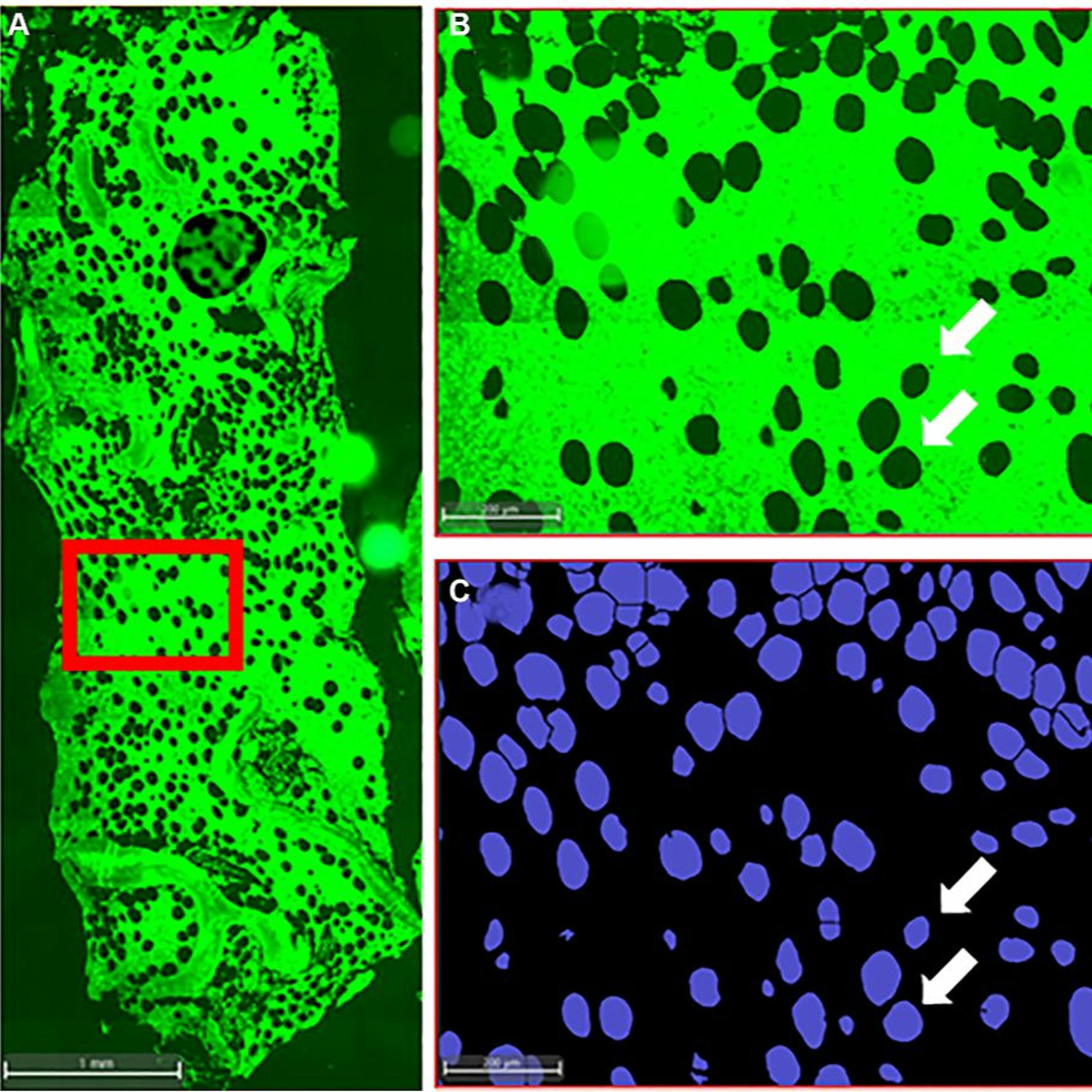 Oncotarget
