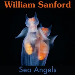 The Terrifyingly Beautiful Lives of Sea Angels